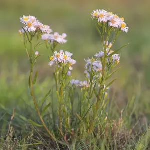 Mar de aster (Aster tripolium) en floración, Den Helder, Noord-Holland, Países Bajos.