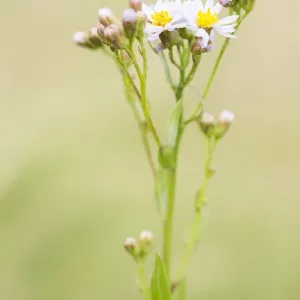 Sea Aster (Tripolium pannonicum) flowering on salt marsh, Schiermonnikoog, Friesland Sea Aster (Tripolium pannonicum) flowering on salt marsh, Schiermonnikoog, Friesland