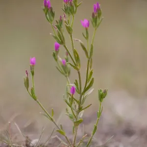 Seaside Centaury (Centaurium littorale) is flowering in coastal landscape, Terschelling Seaside Centaury (Centaurium littorale) is flowering in coastal landscape, Terschelling