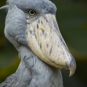 Schuhvogel (Balaeniceps rex), Jurong-Vogelpark, Singapur Schuhvogel (Balaeniceps rex), Jurong-Vogelpark, Singapur