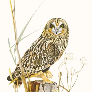 Short-eared Owl (Asio flammeus) sitting on a pole with some reed stems and other