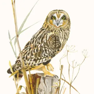 Kurzschnabel-Uhu (Asio flammeus) sitzt auf einem Pfahl mit einigen Rohrstengeln und anderen. Kurzschnabel-Uhu (Asio flammeus) sitzt auf einem Pfahl mit einigen Rohrstengeln und anderen.