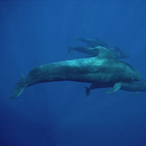 Short-finned Pilot Whale (Globicephala macrorhynchus) group underwater, Hawaii
