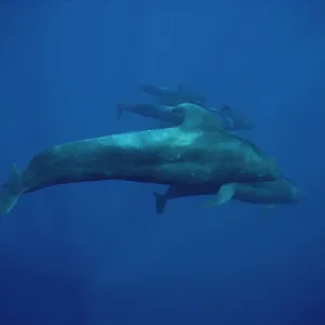 Kurzflügler-Pilotwal (Globicephala macrorhynchus), Gruppe unter Wasser in den Hawaiern Kurzflügler-Pilotwal (Globicephala macrorhynchus), Gruppe unter Wasser in den Hawaiern