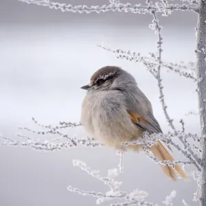 Sibirischer Jakobsmuschel (Perisoreus infaustus), Tundrabodenplateau, Sibirien, Russland Sibirischer Jakobsmuschel (Perisoreus infaustus), Tundrabodenplateau, Sibirien, Russland