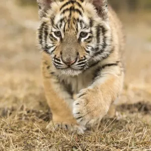 Siberian Tiger Cub in Stalking Posture, Print Siberian Tiger Cub in Stalking Posture, Print