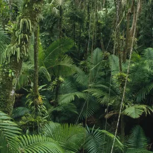 Bäume der Sierra-Palme (Prestoea montana) im tropischen Regenwald, dem El-Yunque-Nationalpark Bäume der Sierra-Palme (Prestoea montana) im tropischen Regenwald, dem El-Yunque-Nationalpark