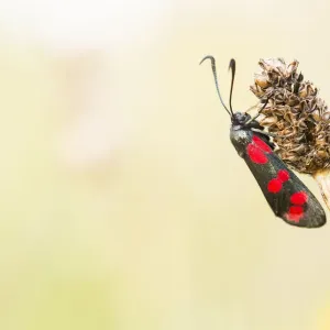 Six-spot Burnet (Zygaena filipendulae) resting on vegetation, Nationaal Park Lauwersmeer Six-spot Burnet (Zygaena filipendulae) resting on vegetation, Nationaal Park Lauwersmeer