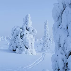 Skiing trail in winter landscape with snow covered conifers, Riisitunturi National Park