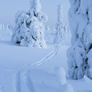 Pista de esquí en paisaje invernal con coníferas cubiertas de nieve, Parque Nacional Riisitunturi. Pista de esquí en paisaje invernal con coníferas cubiertas de nieve, Parque Nacional Riisitunturi.