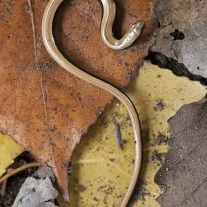 Slow Worm (Anguis fragilis) on forest floor, Catalonia, Spain