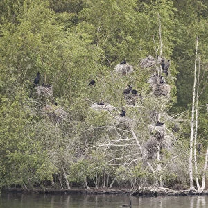Small colony of Great Cormorant (Phalacrocorax carbo) perched on their nests, Zwillbrocker venn