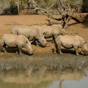 Kleine Gruppe weißer Rhinoceros (Ceratotherium simum), die sich in der Nähe eines Wasserbecks bewegt Kleine Gruppe weißer Rhinoceros (Ceratotherium simum), die sich in der Nähe eines Wasserbecks bewegt