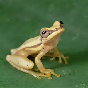Snouted Treefrog Print, Galapagos Islands Snouted Treefrog Print, Galapagos Islands