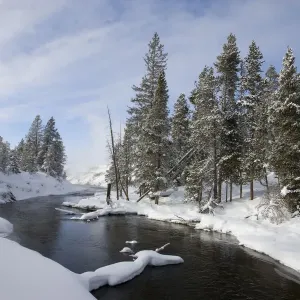 Árboles cubiertos de nieve a lo largo del río en invierno, Parque Nacional Yellowstone, Wyoming. Árboles cubiertos de nieve a lo largo del río en invierno, Parque Nacional Yellowstone, Wyoming.