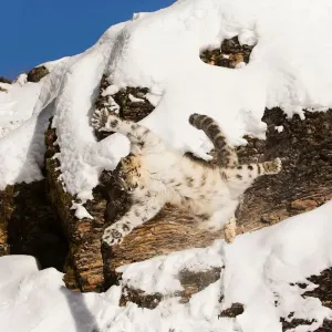 Snow Leopard (Panthera uncia) adult leaping from rock face, Montana, USA Snow Leopard (Panthera uncia) adult leaping from rock face, Montana, USA