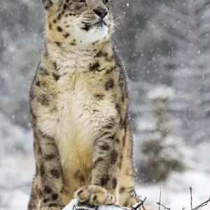 Snow Leopard (Panthera uncia) in the snow, Montana, United States Snow Leopard (Panthera uncia) in the snow, Montana, United States