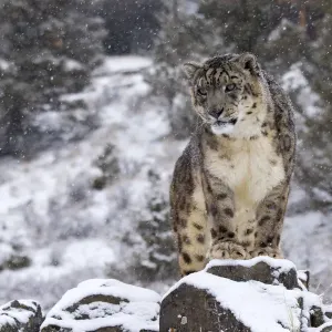 Snow Leopard (Panthera uncia) standing on rock in the snow, Montana, United States Snow Leopard (Panthera uncia) standing on rock in the snow, Montana, United States