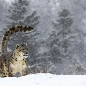 Snow Leopard (Panthera uncia) standing in the snow, Montana, United States Snow Leopard (Panthera uncia) standing in the snow, Montana, United States