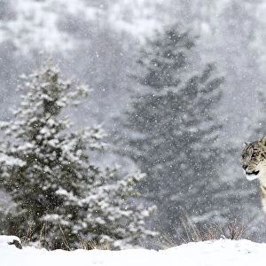 Snow Leopard (Panthera uncia) standing in the snow, Montana, United States