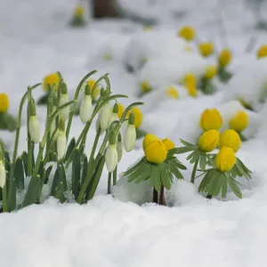 Snowdrop in Winter Print Snowdrop in Winter Print