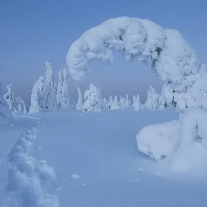 Pista de raquetas de nieve en paisaje invernal, con coníferas cubiertas de nieve, parque nacional Riisitunturi. Pista de raquetas de nieve en paisaje invernal, con coníferas cubiertas de nieve, parque nacional Riisitunturi.