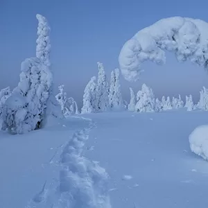 Snowshoe track in winterlandscape, with conifers covered by snow, Riisitunturi national park
