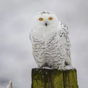 Schneeaugenspäher (Bubo scandiacus) sitzt auf einem Pfahl im Schnee und sieht die Kamera an. Schneeaugenspäher (Bubo scandiacus) sitzt auf einem Pfahl im Schnee und sieht die Kamera an.