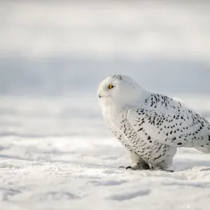 Schneehuhn (Bubo scandiacus), sitzt im Schnee, Niederlande Schneehuhn (Bubo scandiacus), sitzt im Schnee, Niederlande