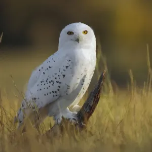 Schneehuhn (Nyctea scandiaca), in trockenem Gras, Britisch-Kolumbien Kanada Schneehuhn (Nyctea scandiaca), in trockenem Gras, Britisch-Kolumbien Kanada