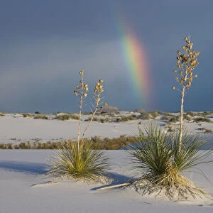 Soaptree Yucca (Yucca elata) and rainbow, White Sands National Monument, New Mexico