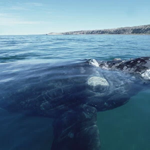 Southern Right Whale (Eubalaena australis) surfacing, Peninsula Valdez, Argentina