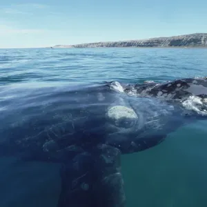 Südlicher Riesenhundswal (Eubalaena australis), an der Oberfläche schwimmend, Halbinsel Valdez in Argentinien Südlicher Riesenhundswal (Eubalaena australis), an der Oberfläche schwimmend, Halbinsel Valdez in Argentinien