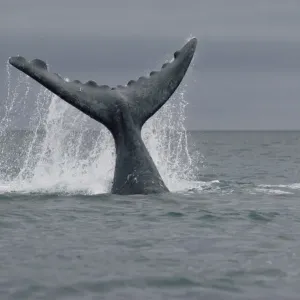 Südlicher Rechtswale (Eubalaena australis), Schwanz, Halbinsel Valdez, Argentinien Südlicher Rechtswale (Eubalaena australis), Schwanz, Halbinsel Valdez, Argentinien
