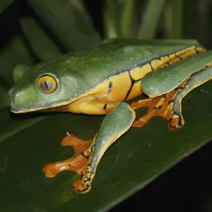Splendid Leaf Frog Print, Costa Rica Splendid Leaf Frog Print, Costa Rica