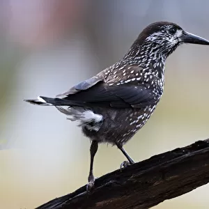 Spotted Nutcracker (Nucifraga caryocatactes) perched on wood