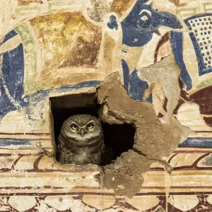 Gefleckter Waldohrfeuerfuchs beobachtet durch ein Loch in einer Wand, die mit einem Mosaik verkleidet ist Gefleckter Waldohrfeuerfuchs beobachtet durch ein Loch in einer Wand, die mit einem Mosaik verkleidet ist