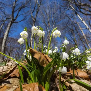 Spring Snowflake (Leucojum vernum) flowers in deciduous forest, Upper Bavaria, Germany Spring Snowflake (Leucojum vernum) flowers in deciduous forest, Upper Bavaria, Germany
