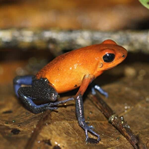 Strawberry Poison Dart Frog (Oophaga pumilio), Costa Rica