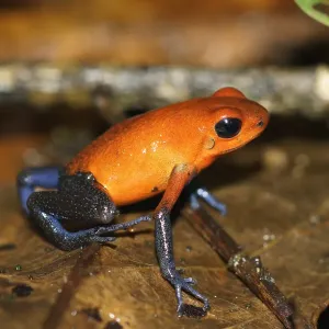 Costa Rica Strawberry Poison Dart Frog Print Costa Rica Strawberry Poison Dart Frog Print