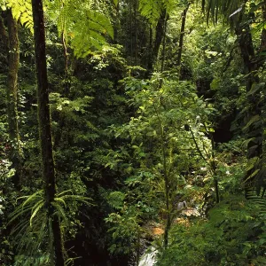 Prints of Images Dated: 1999