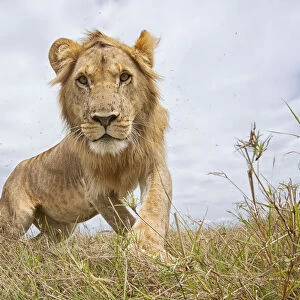 Sub-adult male Lion (Panthera leo) walking through grass, Kenya