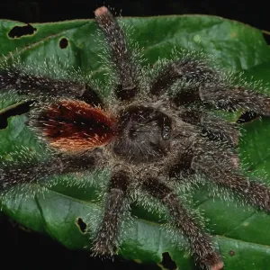 Tarantula (Avicularia sp) juvenile, Rio Momon, Peru Tarantula (Avicularia sp) juvenile, Rio Momon, Peru