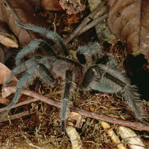 Tarantula (Dryptopelma sp) portrait, Rio Momon, Peru Tarantula (Dryptopelma sp) portrait, Rio Momon, Peru