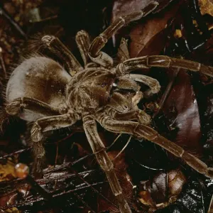 Tarantula (Megaphobema sp) portrait, Rio Momon, Peru Tarantula (Megaphobema sp) portrait, Rio Momon, Peru