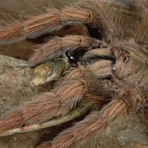 Tarantula (Tapinauchenius latipes) eating Anoles Lizard Print, Peru Tarantula (Tapinauchenius latipes) eating Anoles Lizard Print, Peru