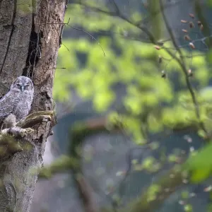 Bambuswenge (Strix aluco), Jungtier, im Baum sitzend und regnerisch Bambuswenge (Strix aluco), Jungtier, im Baum sitzend und regnerisch