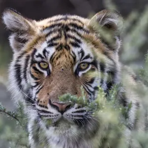 Tiger Adult Print in Close-Up Tiger Adult Print in Close-Up