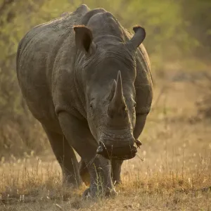 Enge Porträt eines Weißrhinos (Ceratotherium simum), das sich dem Betrachter zuwendet Enge Porträt eines Weißrhinos (Ceratotherium simum), das sich dem Betrachter zuwendet