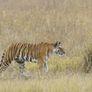 Tigress in High Grass Print Tigress in High Grass Print